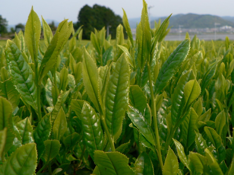 緑茶の渋みの主成分「カテキン」の効果・効能!