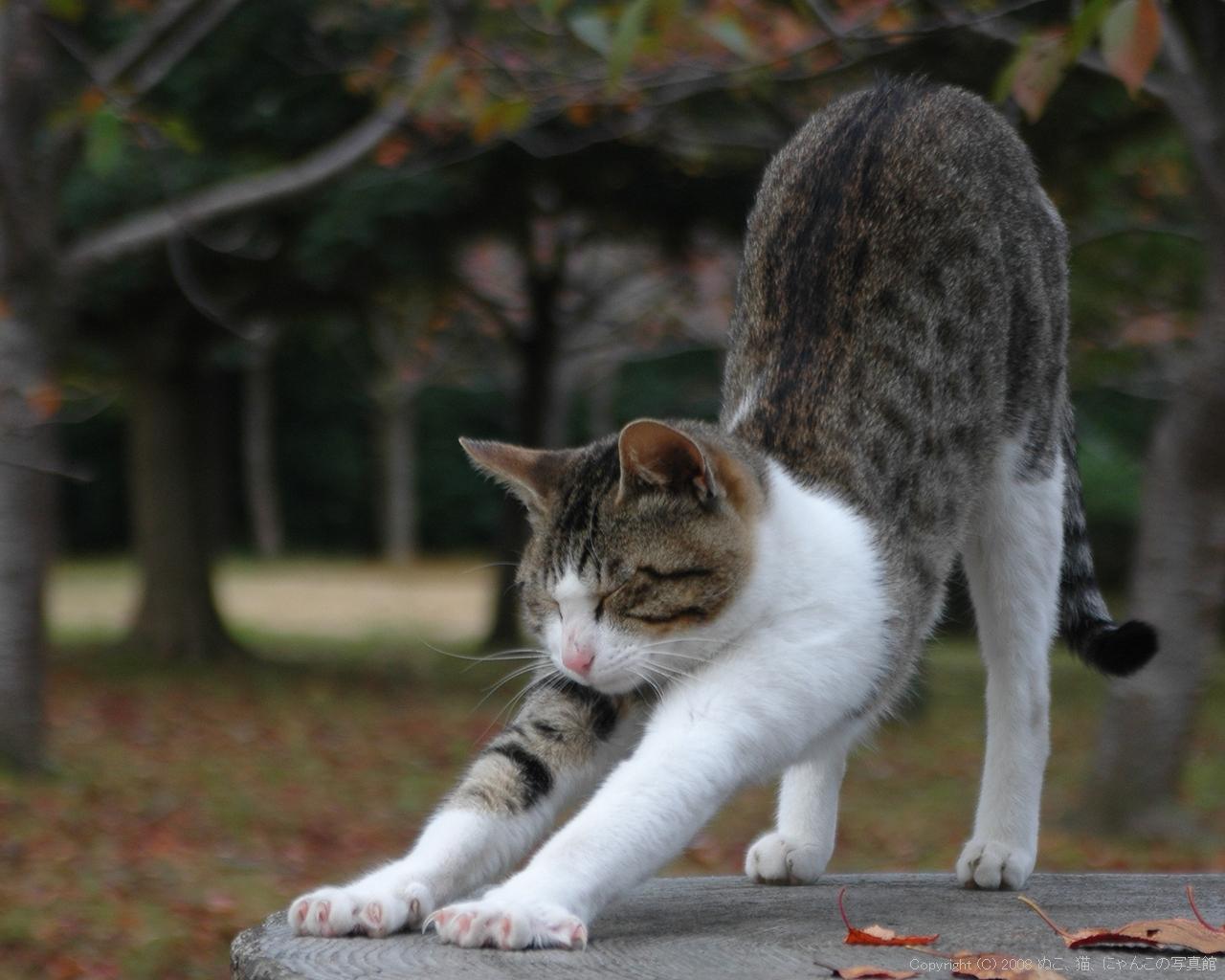 超手抜きの猫ポーズダイエット法でくびれ【食事制限なし】