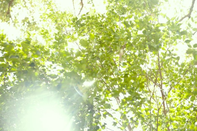 アドレナリンに似た働きを持つエフェドリンの効果・効能!