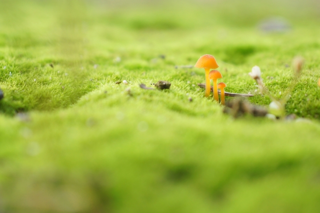 キノコの一種「冬虫夏草」の効果・効能や栄養素!