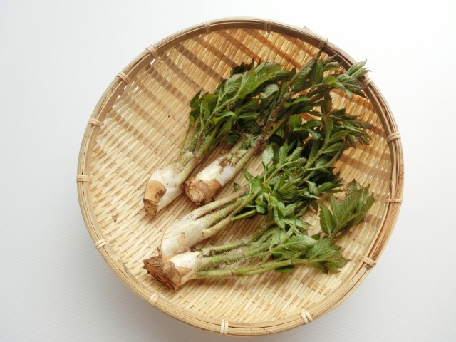 ウドの栄養と効能・効果やおすすめのレシピ!賞味期限は? – 元気な美的LIFE